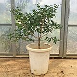 ブラックピタンガ接木苗