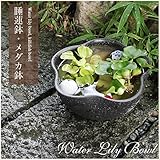 信楽焼 10号黄釉ハケメ花型すいれん 睡蓮鉢 スイレン鉢 金魚鉢 水鉢 陶器 su-0150