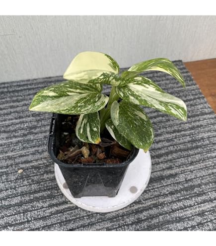 Amazon｜斑入りモンステラ ホワイトタイガー ボルシギアナ 極上散り