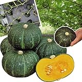 【メール便配送】　国華園　野菜たね　カボチャ　F1豊産かぼちゃ　1袋(10粒)【※発送が国華園からの場合のみ正規品です】