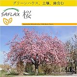 SAFLAX - 鉢植えセット - 桜 - 30 個の種。- ミニプラスチックグリーンハウス、鉢植え用土壌、鉢×2個を含みます - Prunus serrulata