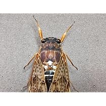 セミ　蝉　標本　箱付き セミ 蝉 標本 箱付き - メルカリ