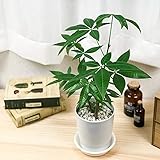 Amazon 観葉植物 実生 苗 パキラ 3号ポット 9cm 3つセット 送料別 並行輸入品 観葉植物 オンライン通販