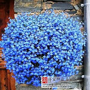 Amazon 青い花亜麻の四季簡単な播種の花鉢植えの植物植物盆栽バニラ盆栽100個 観葉植物 オンライン通販
