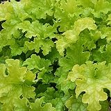 [ライム系・中型種]ヒューケラ：フリンジレモン2.5号ポット[寄せ植えに] 3株セット[MPS] ノーブランド品