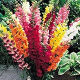 国華園　ケース花苗 切花向き金魚草ミックス(無選別) 24株（１ケース）【※発送が国華園からの場合のみ正規品です】