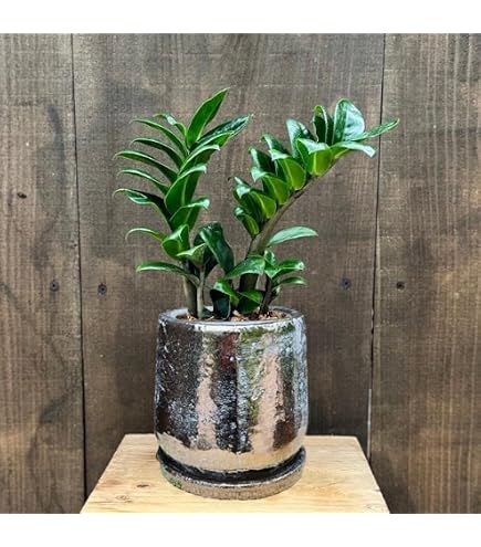 Amazon｜おしゃれ 観葉植物：金銭樹 ザミオクルカス レイヴン*5号