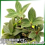 模様の入る葉が綺麗な葉！ペペロミア・プテオラータ 3号鉢苗