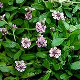 屋上緑化用イワダレソウ：クラピアピンク系3号10株セット[草丈が伸びないヒメイワダレソウ] ノーブランド品