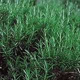 【メール便配送】　国華園　野菜たね　ハーブ　ローズマリー　1袋(0.3ml)【※発送が国華園からの場合のみ正規品です】