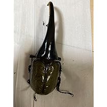 標本　オキナワカブト　5頭 Amazon.co.jp: 標本用死虫ヘラクレスオオカブト 151mm : おもちゃ