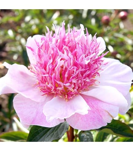 Amazon.co.jp: 芍薬 苗 大富貴 1株 / しゃくやく シャクヤク 芍薬の苗