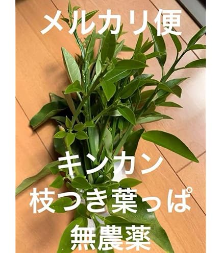 Amazon | 【屋久島産】アゲハ蝶 幼虫 餌 完全無農薬 みかんの