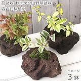 (観葉)苔盆栽 おまかせ山野草 溶岩石鉢植え(3鉢) 本州・四国限定[生体]