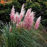 Cheap 500pcs / bag colorful Pampas Grass Cortaderia Seeds Are Very Beautiful Garden Plants Decorativ