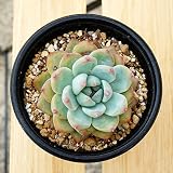 多肉植物 観葉植物 エケベリア コロラータ 苗 インテリアプランツ