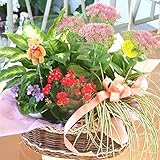 可愛い寄せ鉢ミックス  鉢花 鉢物 観葉植物 サイズで選べる (2Lサイズ（8400円）)
