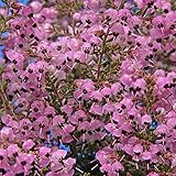 ジャノメエリカ3.5号ポット 2株セット[小さな花をいっぱいにつける] ノーブランド品