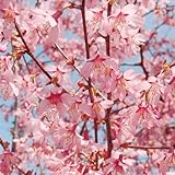 国華園　桜苗　おかめ桜　1株【※発送が国華園からの場合のみ正規品です】