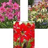 国華園　春植え球根 耐寒性アマリリスAセット 3種3球(各1球)【※発送が国華園からの場合のみ正規品です】
