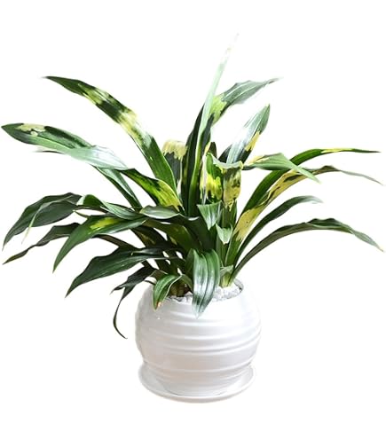 Amazon｜陶器鉢植えおもと観葉植物 斑入り葉万年青宝船万年青 万年青6