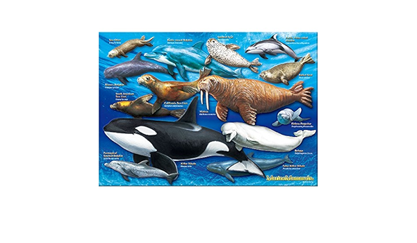 Amazon カロラータ ハクジラ 海獣類 A３サイズ ７２０ピース ミュージアム ジグソーパズル ジグソーパズル おもちゃ