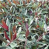 金時草（水前寺菜）３号（直径9cm）ポット苗