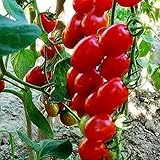 100種/パック盆栽トマトの種ミニチェリー鉢植え甘いフルーツ野菜オーガニックフレッシュA8