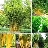 Bamboo seeds. Phyllostachys aureosulcata Home Garden Plant seeds Garden Tree A1