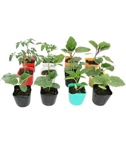 Amazon.co.jp: ピーカンナッツ 接木苗 地堀苗 マハン : DIY・工具
