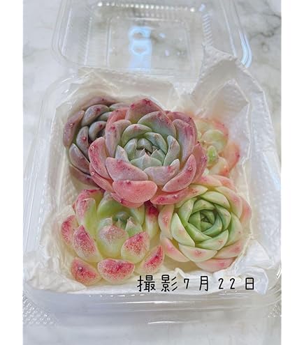 カット苗✨レア✨最高斑✨LadyRose錦♥️ Amazon.co.jp: 多肉植物*可愛い斑入りベビーサンローズ錦