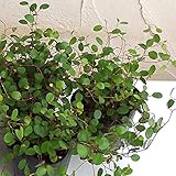 ワイヤープランツ 3号ポット 4株セット ノーブランド品