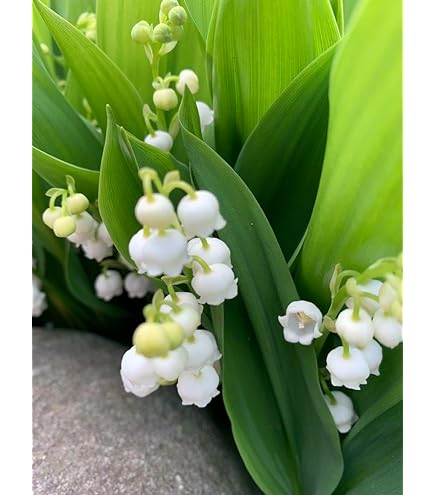 Amazon.co.jp: 鈴蘭鉢植え すずらん多年草 スズラン : DIY・工具・ガーデン