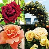 バラ苗 つるバラ新苗福袋（品種見計らい） 3株 / 国華園 24年春商品