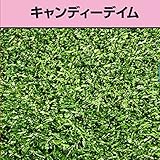 オーバーシード用芝の種：ARGキャンディーディム 2kg ノーブランド品