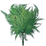 大地農園 ドライフラワー  ヒメワラビ (20枚入り) グリーン DO050330-700