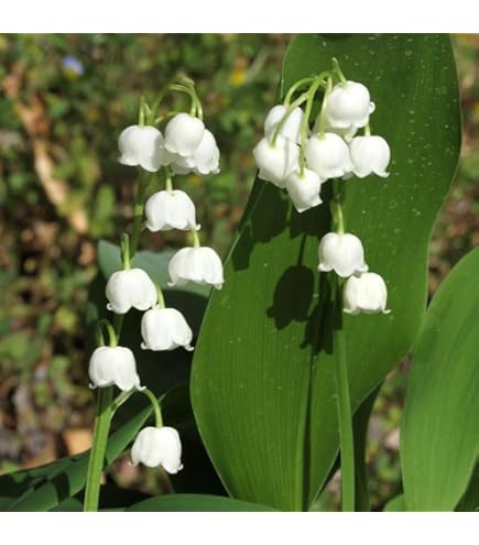 Amazon.co.jp: スズラン苗 ドイツすずらん苗 鈴蘭苗 : DIY・工具・ガーデン