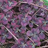 クローバー：ティントパープル2.5号ポット 5株セット ノーブランド品