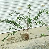 庭木：キンシバイ（金糸梅）根巻き　樹高：50-60ｃｍ