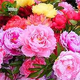 花の種子は、種子、シャクヤクsuffruticosa、低木Seeds- MIXEDガーデンデコレーション植物20PCSのAAを牡丹