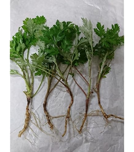 Amazon.co.jp: ヨモギの苗 20本 栃木県産 農薬不使用 : DIY・工具