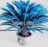 100pcs/bag blue Cycas seeds, Sago Palm Tree seeds.bonsai flower seeds,the budding rate 97% rare pott