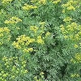 ルー（ヘンルーダ）3号ポット 4株セット[ラッキープランツ] ノーブランド品