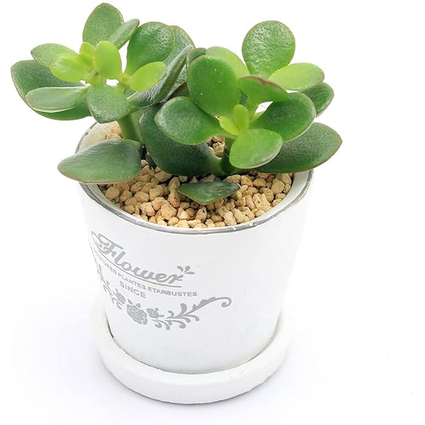 専用ページ購入不可 開運絵画 朱雀 金のなる木(黄金花月) 金運 大吉数入り