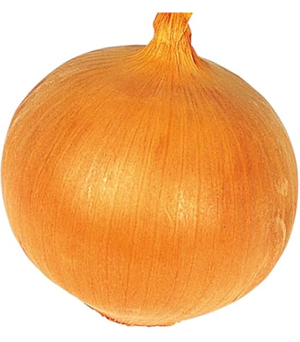 ジェットスター タマネギ 100g ジェットスター玉葱(早生タイプ） - 家庭de菜園～うぇぶたねやさん～