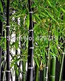 20 bamboo seeds rare giant black moso bamboo bambu seeds professional pack Bambusa Lako tree seeds f