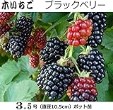 木いちご苗木 ブラックベリー（直径10.5cmポット）2株セット
