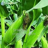 庭のための10の小品ブラックもちトウモロコシ有機種子おいしいCephalostachyum野菜