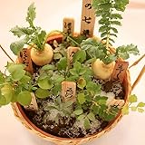 正月に『春の七草』寄せ植え 　七草　お正月に お歳暮に　年賀の挨拶に　ご
