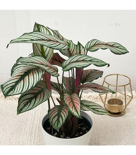 Amazon｜希少 美株 カラテア 観葉植物 マラント クロアマンニー 鉢ごと